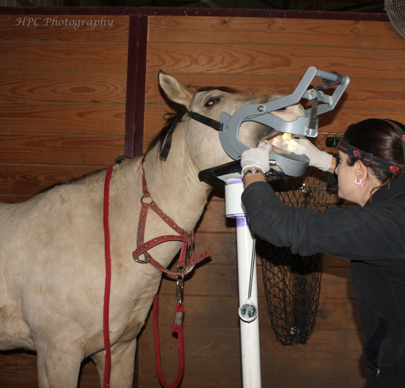 IMG_6873 Mobile Horse Doc Mobile Horse Doc